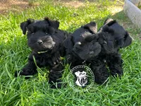 Calli's girl light pink , a female Miniature Schnauzer for sale in Queen Creek, AZ – Photo 2 of 4