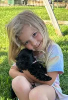 Calli's girl light pink , a female Miniature Schnauzer for sale in Queen Creek, AZ – Photo 1 of 4