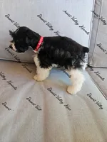 Benelli's red collar girl , a female Miniature Schnauzer for sale in Queen Creek, AZ – 2 of 4