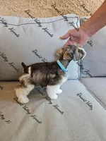 Kimber's light blue collar boy , a male Miniature Schnauzer for sale in Queen Creek, AZ – 4 of 4