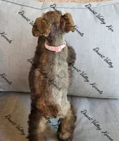 Benelli's pink collar girl , a female Miniature Schnauzer for sale in Queen Creek, AZ – 4 of 4