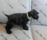 Kimber's green collar boy , a male Miniature Schnauzer for sale in Queen Creek, AZ – 3 of 3