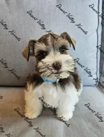 Kimber's light blue collar boy , a male Miniature Schnauzer for sale in Queen Creek, AZ – 3 of 4