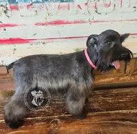 Benelli's pink girl, a female Miniature Schnauzer for sale in Queen Creek, AZ – Photo 1 of 8