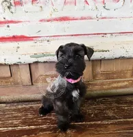 Benelli's pink girl, a female Miniature Schnauzer for sale in Queen Creek, AZ – Photo 3 of 8