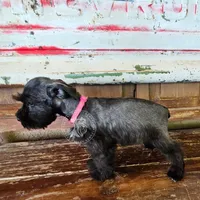 Benelli's pink girl, a female Miniature Schnauzer for sale in Queen Creek, AZ – Photo 6 of 8