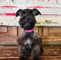 Benelli's pink girl, a female Miniature Schnauzer for sale in Queen Creek, AZ – Photo 7 of 8