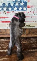 Benelli's pink girl, a female Miniature Schnauzer for sale in Queen Creek, AZ – Photo 8 of 8