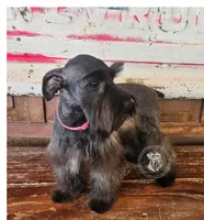 Benelli's pink girl, a female Miniature Schnauzer for sale in Queen Creek, AZ – Photo 2 of 8