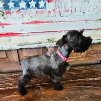 Benelli's pink girl, a female Miniature Schnauzer for sale in Queen Creek, AZ – Photo 5 of 8