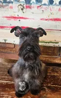 Benelli's pink girl, a female Miniature Schnauzer for sale in Queen Creek, AZ – Photo 4 of 8