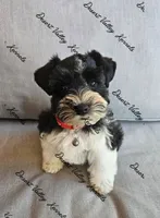 Benelli's red collar girl , a female Miniature Schnauzer for sale in Queen Creek, AZ – 3 of 4