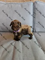 Benelli's purple collar girl , a female Miniature Schnauzer for sale in Queen Creek, AZ – 3 of 3