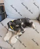 Raven's girl, a female Miniature Schnauzer for sale in Queen Creek, AZ – 9 of 9