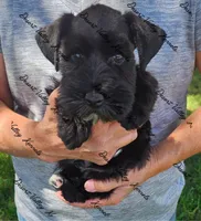 Kimber's green collar boy , a male Miniature Schnauzer for sale in Queen Creek, AZ – 2 of 3
