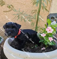Calli's boy#1 red collar , a male Miniature Schnauzer for sale in Queen Creek, AZ – 5 of 5