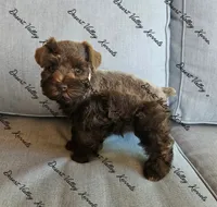 Benelli's pink collar girl , a female Miniature Schnauzer for sale in Queen Creek, AZ – 2 of 4