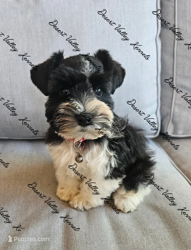 Benelli's red collar girl  – Miniature Schnauzer puppy for sale in Queen Creek, AZ