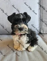 Benelli's red collar girl , a female Miniature Schnauzer for sale in Queen Creek, AZ – 1 of 4