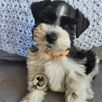Frayas's boy, a male Miniature Schnauzer for sale in Queen Creek, AZ – Photo 1 of 9