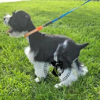 Frayas's boy, a male Miniature Schnauzer for sale in Queen Creek, AZ – Photo 6 of 9