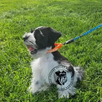 Frayas's boy, a male Miniature Schnauzer for sale in Queen Creek, AZ – Photo 9 of 9