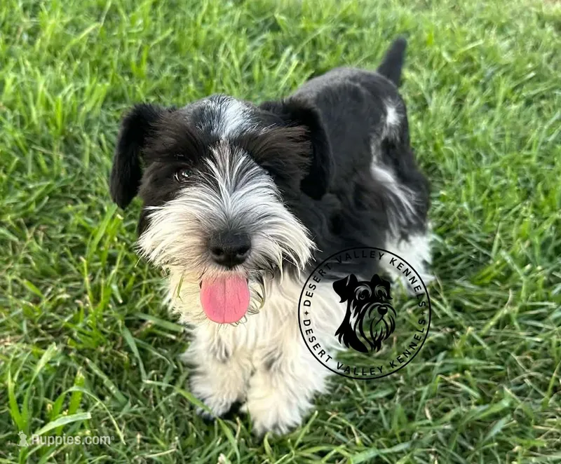 Frayas's boy – Miniature Schnauzer puppy for sale in Queen Creek, AZ
