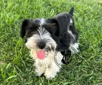 Frayas's boy, a male Miniature Schnauzer for sale in Queen Creek, AZ – Photo 1 of 8