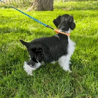 Frayas's boy, a male Miniature Schnauzer for sale in Queen Creek, AZ – Photo 7 of 9
