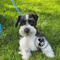 Frayas's boy, a male Miniature Schnauzer for sale in Queen Creek, AZ – Photo 5 of 9