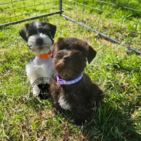 Frayas's boy, a male Miniature Schnauzer for sale in Queen Creek, AZ – Photo 2 of 9
