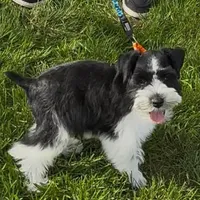 Frayas's boy, a male Miniature Schnauzer for sale in Queen Creek, AZ – Photo 3 of 9