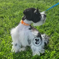 Frayas's boy, a male Miniature Schnauzer for sale in Queen Creek, AZ – Photo 4 of 9