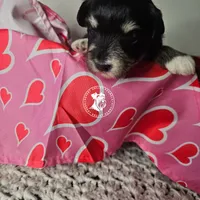 Raven's girl, a female Miniature Schnauzer for sale in Queen Creek, AZ – Photo 3 of 3