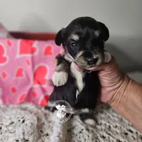 Raven's girl, a female Miniature Schnauzer for sale in Queen Creek, AZ – Photo 1 of 3