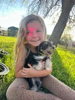 Raven's girl, a female Miniature Schnauzer for sale in Queen Creek, AZ – Photo 1 of 6