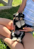 Raven's girl, a female Miniature Schnauzer for sale in Queen Creek, AZ – Photo 2 of 6