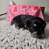 Raven's girl, a female Miniature Schnauzer for sale in Queen Creek, AZ – Photo 2 of 3