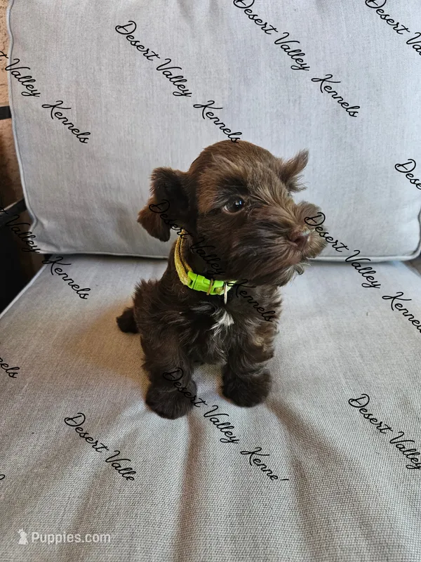 Benelli's lime collar girl  – Miniature Schnauzer puppy for sale in Queen Creek, AZ