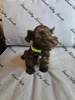 Benelli's lime collar girl , a female Miniature Schnauzer for sale in Queen Creek, AZ – 1 of 4