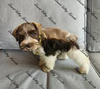 Benelli's liver parti girl , a female Miniature Schnauzer for sale in Queen Creek, AZ – 5 of 5
