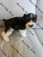 Benelli's boy, a male Miniature Schnauzer for sale in Queen Creek, AZ – 2 of 3