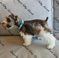 Kimber's light blue collar boy , a male Miniature Schnauzer for sale in Queen Creek, AZ – 2 of 4