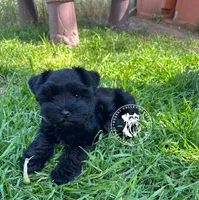 Calli's girl -dark pink collar , a female Miniature Schnauzer for sale in Queen Creek, AZ – Photo 4 of 6