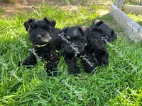 Calli's girl -dark pink collar , a female Miniature Schnauzer for sale in Queen Creek, AZ – Photo 6 of 6