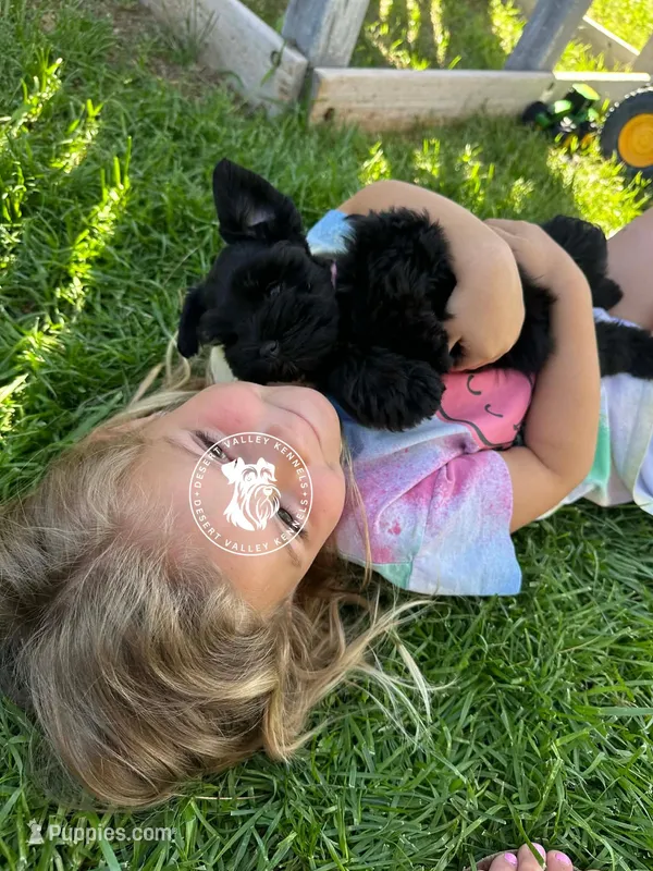 Calli's girl -dark pink collar  – Miniature Schnauzer puppy for sale in Queen Creek, AZ