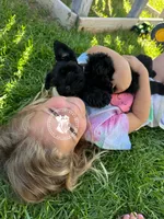 Calli's girl -dark pink collar , a female Miniature Schnauzer for sale in Queen Creek, AZ – Photo 1 of 6