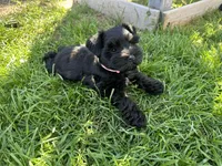 Calli's girl -dark pink collar , a female Miniature Schnauzer for sale in Queen Creek, AZ – Photo 3 of 6