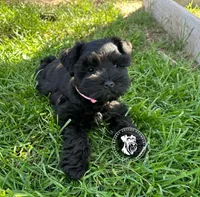 Calli's girl -dark pink collar , a female Miniature Schnauzer for sale in Queen Creek, AZ – Photo 2 of 6