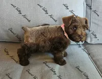 Benelli's pink collar girl , a female Miniature Schnauzer for sale in Queen Creek, AZ – 3 of 4